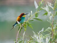 Merops apiaster 28, Bijeneter, Saxifraga-Jan Nijendijk