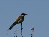 Merops apiaster 32, Bijeneter, Saxifraga-Marijke Verhagen