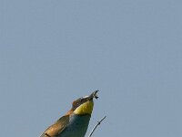 Merops apiaster 34, Bijeneter, Saxifraga-Marijke Verhagen