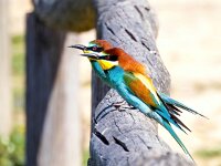 Merops apiaster 52, Bijeneter, Saxifraga-Bart Vastenhouw