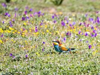 Merops apiaster 53, Bijeneter, Saxifraga-Bart Vastenhouw