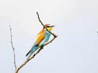 Merops apiaster 56, Bijeneter, Saxifraga-Bart Vastenhouw