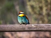 Merops apiaster 58, Bijeneter, Saxifraga-Bart Vastenhouw