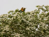 Merops apiaster 7, Bijeneter, Saxifraga-Jan Nijendijk