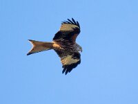 Milvus milvus 126, Rode wouw, Saxifraga-Bart Vastenhouw