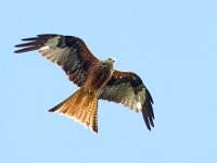 Milvus milvus 133, Rode wouw, Saxifraga-Mark Zekhuis