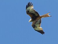 Milvus milvus 140, Rode wouw, Saxifraga-Mark Zekhuis