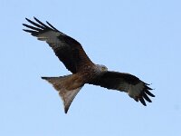 Milvus milvus 15, Rode Wouw, Saxifraga-Peter Meininger