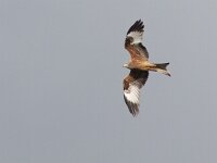 Milvus milvus 16, Rode wouw, Saxifraga-Mark Zekhuis