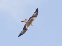 Milvus milvus 18, Rode wouw, Saxifraga-Mark Zekhuis