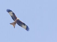 Milvus milvus 19, Rode wouw, Saxifraga-Mark Zekhuis