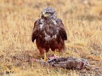 Milvus milvus 29, Rode wouw, Saxifraga-Bart Vastenhouw