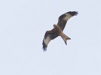 Milvus milvus 37, Rode wouw, juvenile, Saxifraga-Mark Zekhuis