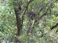 Milvus milvus 39, Rode wouw, juvenile, Saxifraga-Mark Zekhuis