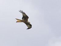 Milvus milvus 4, Rode wouw, Saxifraga-Luc Hoogenstein