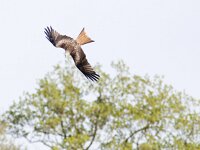 Milvus milvus 44, Rode wouw, Saxifraga-Mark Zekhuis