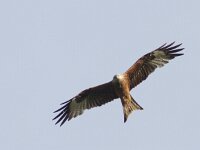 Milvus milvus 45, Rode wouw, Saxifraga-Mark Zekhuis