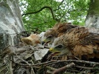 Milvus milvus 5, Rode wouw, Saxifraga-Mark Zekhuis