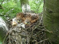 Milvus milvus 60, Rode wouw, Saxifraga-Mark Zekhuis