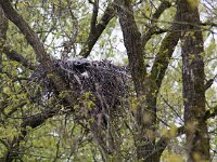 Milvus milvus 61, Rode wouw, Saxifraga-Mark Zekhuis