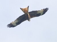 Milvus milvus 65, Rode wouw, male, Saxifraga-Mark Zekhuis