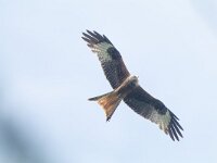Milvus milvus 66, Rode wouw, male, Saxifraga-Mark Zekhuis