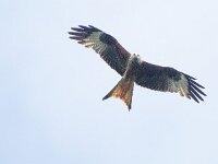 Milvus milvus 67, Rode wouw, male, Saxifraga-Mark Zekhuis