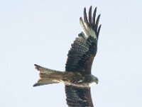 Milvus milvus 69, Rode wouw, female, Saxifraga-Mark Zekhuis