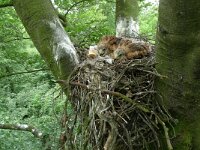 Milvus milvus 7, Rode wouw, Saxifraga-Mark Zekhuis