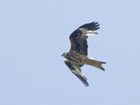 Milvus milvus 72, Rode wouw, female, Saxifraga-Mark Zekhuis