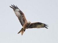 Milvus milvus 81, Rode wouw, Saxifraga-Mark Zekhuis