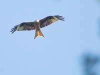 Milvus milvus 85, Rode wouw, Saxifraga-Mark Zekhuis