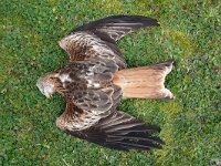 Milvus milvus 88, Rode wouw, Saxifraga-Mark Zekhuis