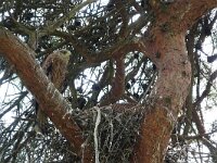 Milvus milvus 89, Rode wouw, Saxifraga-Mark Zekhuis