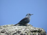 Monticola solitarius 2, Blauwe rotslijster, Saxifraga-Joerg Mager