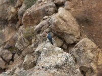 Monticola solitarius 5, Blauwe rotslijster, Saxifraga-Willem van Kruijsbergen