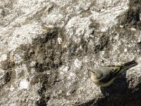 Motacilla cinerea 14, Grote gele kwikstaart, Saxifraga-Jan van der Straaten