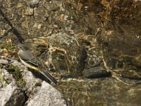 Motacilla cinerea 16, Grote gele kwikstaart, Saxifraga-Jan van der Straaten