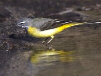 Motacilla cinerea 19, Grote gele kwikstaart, Saxifraga-Mark Zekhuis