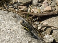 Motacilla cinerea 5, Grote gele kwikstaart, Saxifraga-Jan van der Straaten