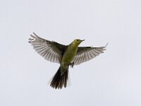 Motacilla citreola 2, Citroenkwikstaart, Saxifraga-Mark Zekhuis