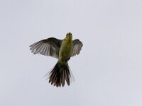Motacilla citreola 3, Citroenkwikstaart, Saxifraga-Mark Zekhuis
