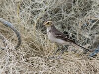 Motacilla citreola 7, Citroenkwikstaart, Saxifraga-Mark Zekhuis