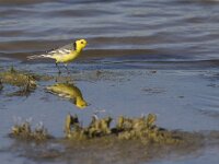 Motacilla citreola 8, Citroenkwikstaart, Saxifraga-Mark Zekhuis