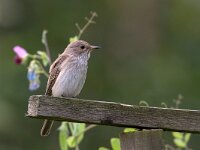 Muscicapa striata 3, Grauwe vliegenvanger, Saxifraga-Luc Hoogenstein : Grauwe vliegenvanger, Soest, Spotted flycatcher, bird, green, prey, voedsel, vogel