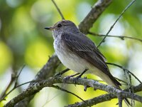Muscicapa striata 67, Grauwe vliegenvanger, Saxifraga-Bart Vastenhouw