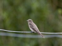 Muscicapa striata 7, Grauwe vliegenvanger, Saxifraga-Mark Zekhuis
