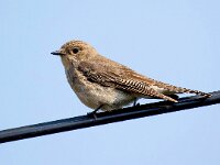 Muscicapa striata 70, Grauwe vliegenvanger, Saxifraga-Bart Vastenhouw
