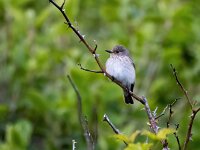 Muscicapa striata 76, Grauwe vliegenvanger, Saxifraga-Bart Vastenhouw
