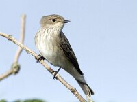 Muscicapa striata 8, Grauwe vliegenvanger, Saxifraga-Mark Zekhuis